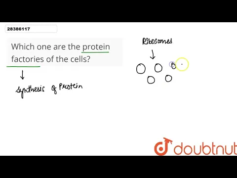 Download MP3 Which one are the protein factories of the cells?
