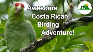 Download The Birds of Costa Rica: Adorable Parrots, Incredible Falcons, and Massive Vultures! MP3