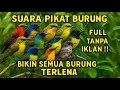 Download Lagu SUARA PIKAT BURUNG KECIL PALING AMPUH | SUARA PIKAT SOGON || SUARA PIKAT BURCIL RIBUT ANTI ZONK 2025