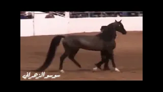 يوم أقبلت والجمال يغازل ارجاها سمعها