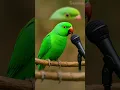 Download Lagu Listen to Surah Ikhlas from the mouth of a parrot  #youtubeshorts #ai #aishorts #aivideo