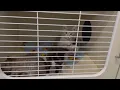 Pitt County Animal Services hosts sessions for public input on programs services
