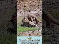 Komodo predator vs Macan tutul; siapa yang menang? 😱 #shorts #animals