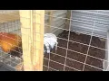 Select single mate brood pens