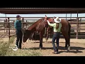 Horse Master with Julie Goodnight Bridging The Gap Saddle Fit How To 824
