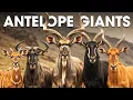 Lagu Top 13 African Antelope Giants (\u0026 Their Deadliest Horns!) #animalspecies | WILD ATLAS