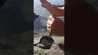 Harvesting & trying oysters for the 1st time #shorts