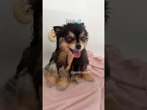 My dogs bath transformation ✨ #dog #pomeranian