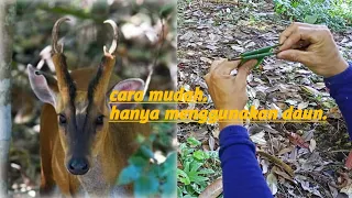 cara buat bunyi kijang menggunakan daun