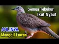 Lagu Tekukur gacor Suara Besar Pancingan Super Ampuh Untuk Tekukur Malas Bunyi #tekukurgacor