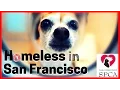 Homeless Dogs in San Fran Visiting SF SPCA