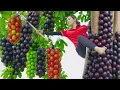 Download Lagu Women Picking Billions Of Plums In California - lost in a vast plum garden - magical country life
