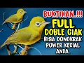 Download Lagu Full Ciak Doble Kecial Kuning Bisa Dongkrak Power Kecial Kuning 99% Ampuh | PEPADU KECIAL