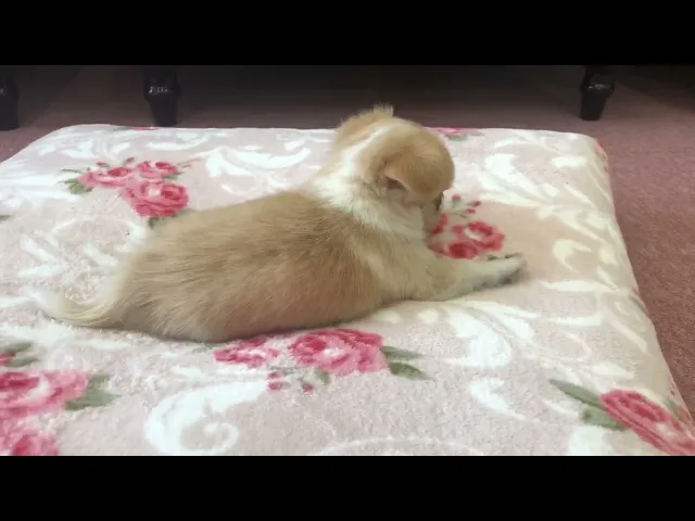 動画