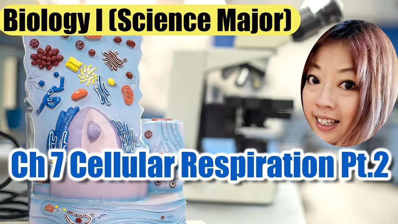 Ch 7 Cellular Respiration Part 2