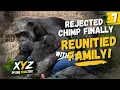 Rejected Chimp Finally Reunites With Her Family After 6 Months
