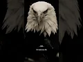 Bro Harne Ka Sawal Hi Nahi Paida Hota | Eagle Attitude status |#trendingshorts #viral #motivation