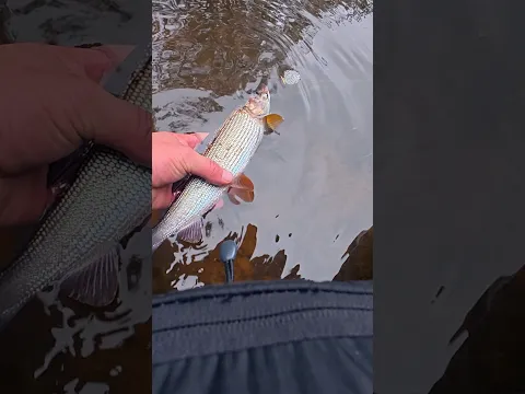 Отличный клёв на воблер LuckyJohn BASARA 70SP. #fishing #cope  #рыбалка @salmo.lv @Forelpuikas