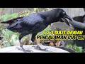 Download Lagu 9 KEKURANGAN MEMELIHARA BURUNG GAGAK