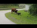 el alano VS el toro alano and the bull