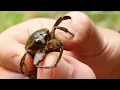 I Got a Pet Toe-Biter (will bite your toes)