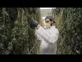 Sozo A Michigan Cannabis Dispensary