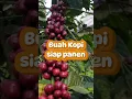 Download Lagu Buah Kopi Cantik Sekali‼️ #inspirasibundar #kebunbundar #bundargarden #gardenbundar #kopi