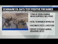 Schoharie County bat tests positive for rabies
