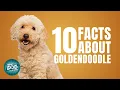 10 Facts About Goldendoodle Dogs 101 - Goldendoodle Dog Breed Information
