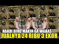 PANEN PULUHAN EKOR BURUNG LOLOHAN HARI INI DIKIOS ABADI BIRD PALMERAH TERNYATA SEMURAH INI