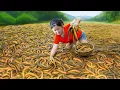 Download Lagu Harvest A Lot Of Eels in Swamp Pond Goes To Market Sell | Susan Daily Life