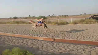 الشوط 7 ابها لـ سعيد بن سالم الوهيبي 4 36 