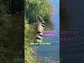 Balance Beam Turtles