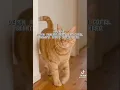 Tik Tok Geng Oyen || oyen Cute #fyp
