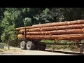 Redwood Timber Co hauls out logs after Court orders halt to timber operations