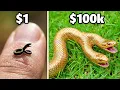 1 vs 100 000 Pet Snake