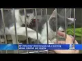 Pet Scam New Hampshire AG Warns About Fake Internet Listings For Purebred Puppies Kittens