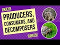 Producers Consumers and Decomposers Roles in the Ecosystem