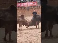 Download Lagu 😱 Watch a deadly bull fight 💪 #shorts #bull #fight #viral