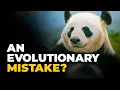 Lagu Why Pandas Are Impressively Bad at Existing