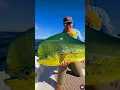 Lagu BEAUTIFUL MAHI MAHI! 🐟 #shorts #oceanfishing #mahimahi #score