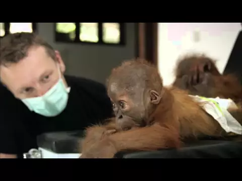 Nature: The Last Orangutan of Eden