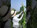 Why do farmers cut off the tassels after corn pollination?