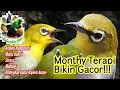 Download Lagu Terapi Pleci Monty|Montanus Bikin Gacor kembali dan lebih ngotot Bunyi!!!