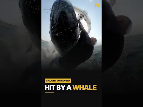 “Like Having a Bus on Top of You”: Surfer Hit by a Whale