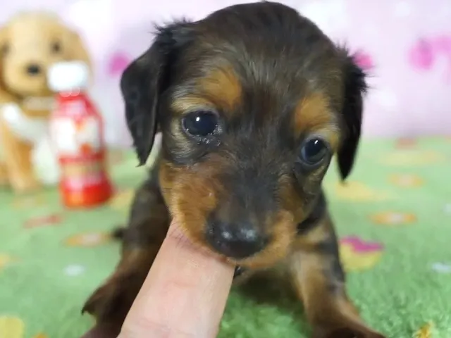 動画