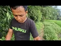Lagu Aktifitas pagi di pondok hutan setelah sekian lama