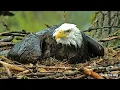 An Eaglet s Life How Do Eaglets Become Eagles