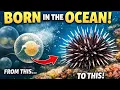 How Sea Urchins Are Born Fertilization Life Cycle Explained