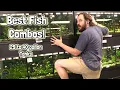 The Best Stocking Ideas for Your Fish Community in a 29-40 Gallon Tank